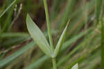 Catchfly prairie gentain